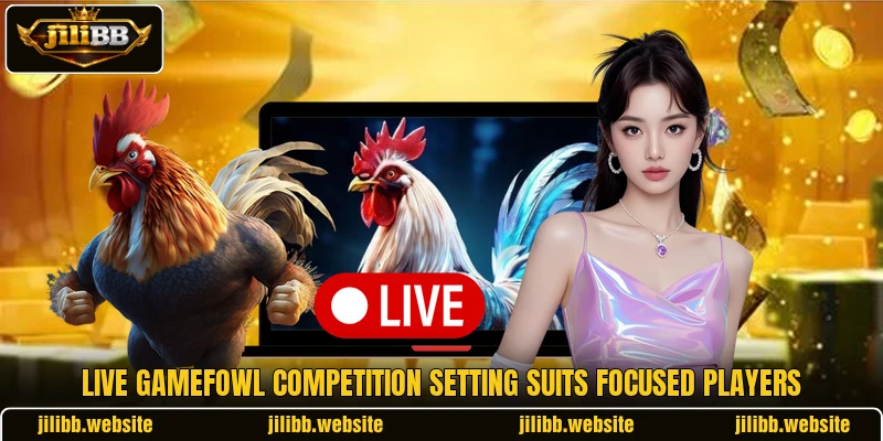 Live gamefowl competition setting suits focused players Live gamefowl competition setting suits focused players